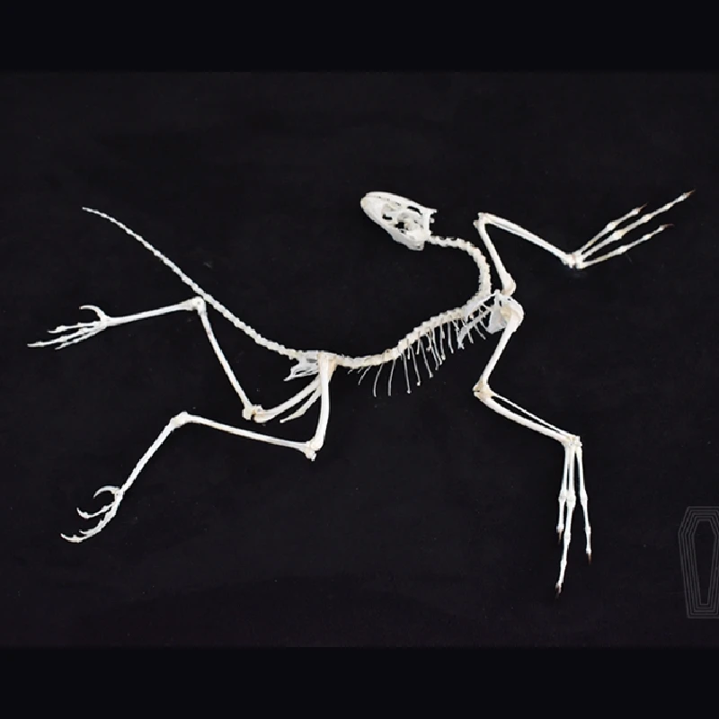 Fossil Replica Display - 2120 Archaeopteryx Fossil Art Wall Decor