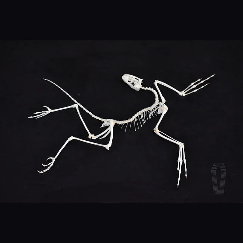 2120 Archaeopteryx Fossil Art  - огляд і ціна Fossil Replica Display