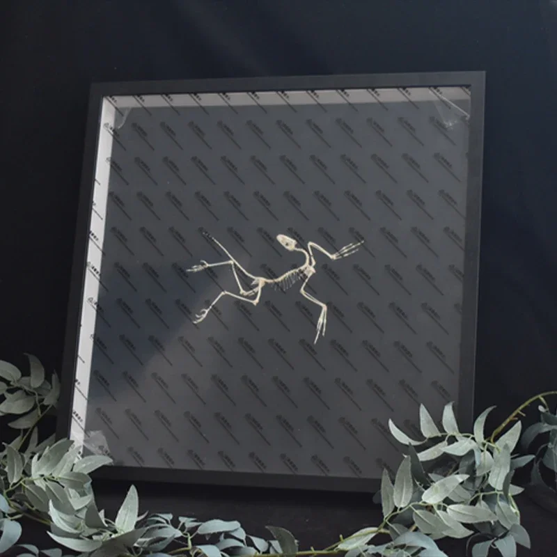 2120 Archaeopteryx Fossil Art  - огляд і ціна Fossil Replica Display