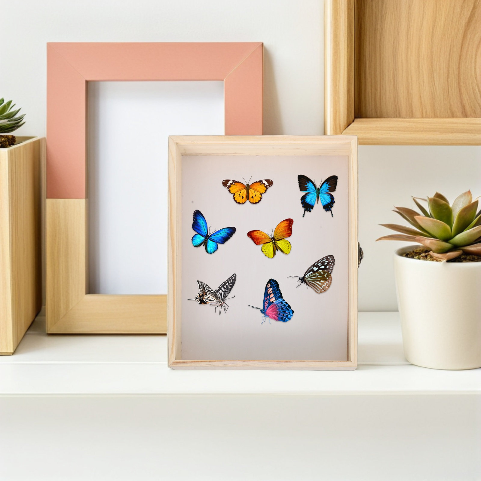 Solid Wood Insect Specimen Dis - огляд і ціна Science Project